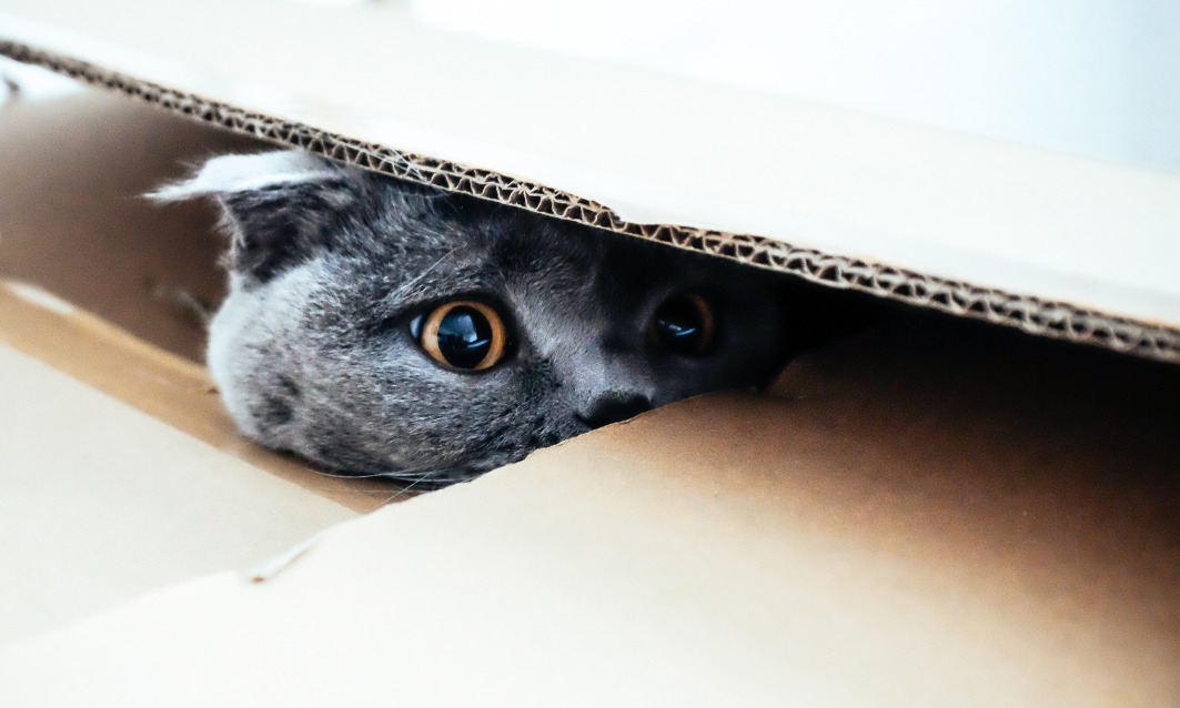 Schrödinger’s Cat Meets Your Inbox: The Email Paradox